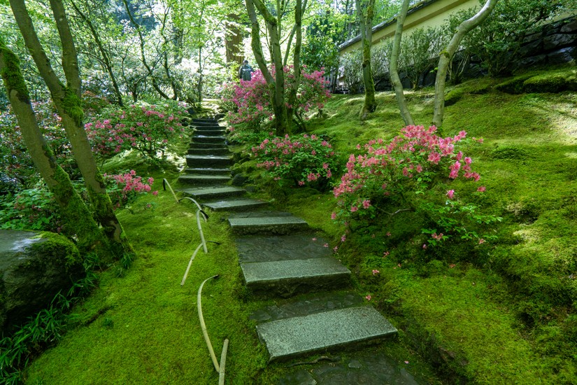 image of Portland Japanese Garden and flowers. DSC06490.jpg