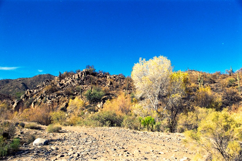 image of SR-T 100 and 200 and Minolta and Film and Kodak Gold. DSC00307-positive.jpg