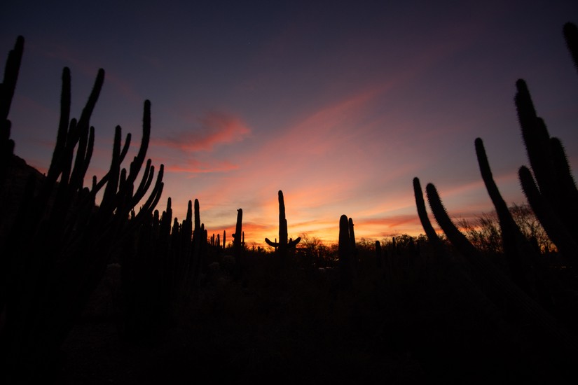 image of landscape and night and sunset. Saguaro Sunset