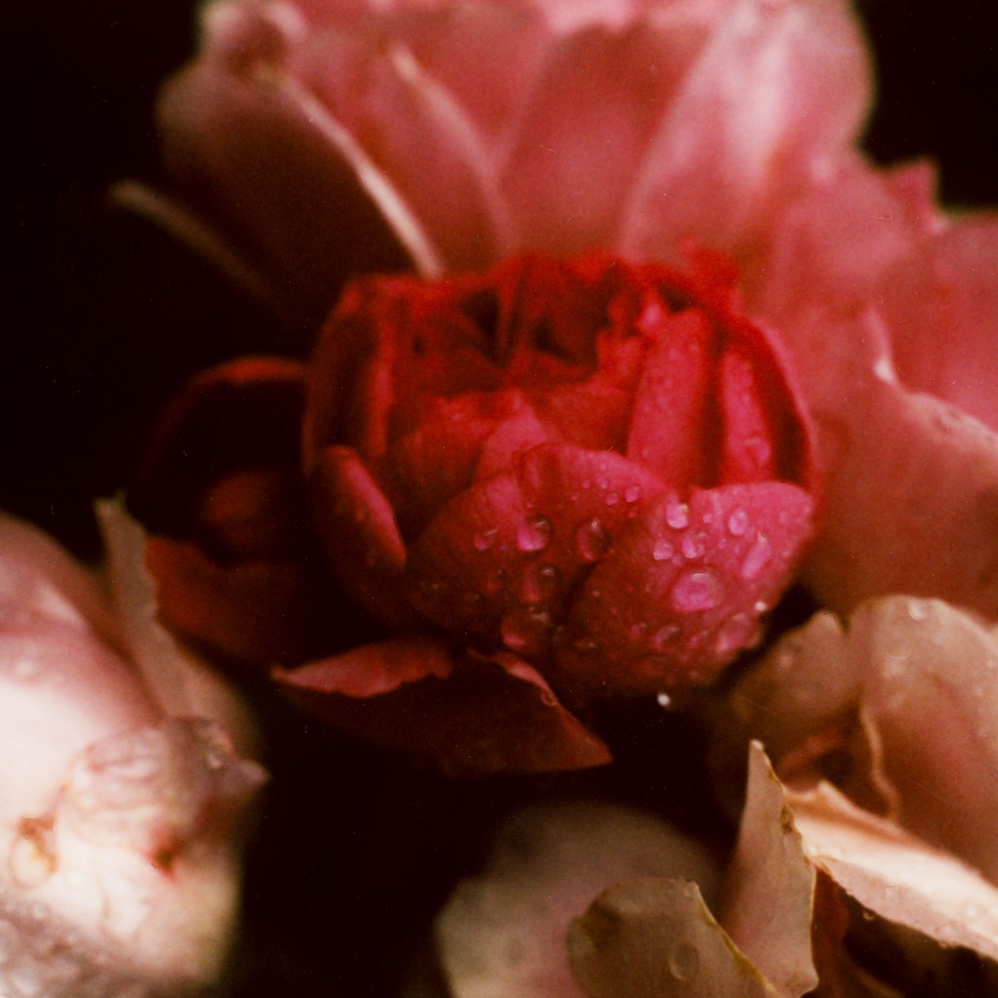 A photo calleed instax-flowers-1200-2-positive.jpg