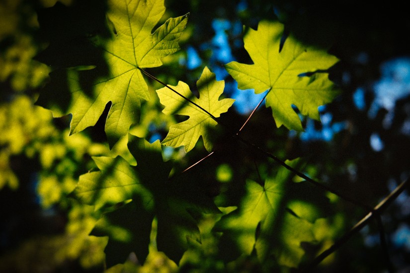image of Film and Negative Lab Pro. DSC00131-positive.jpg