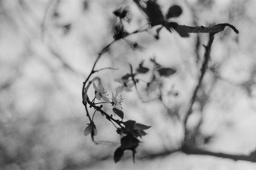 image of Negative Lab Pro and Film. 3-13_400TX-015-positive.jpg