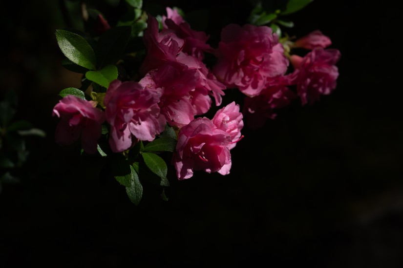 image of flowers. DSC04357.jpg