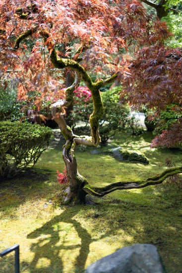 image of Portland Japanese Garden. DSC06515.jpg