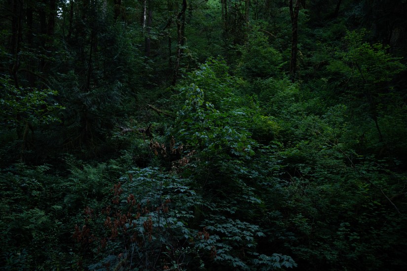 image of forest. DSC01615.jpg