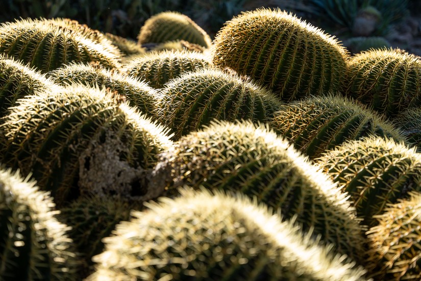 image of Boyce Thompson Arboretum and cactus. DSC06124.jpg