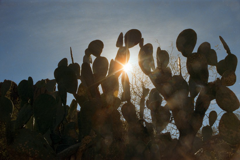 image of Candido and Candido 800 and SR-T 100 and Minolta and 800 and Film. DSC00266-positive.jpg