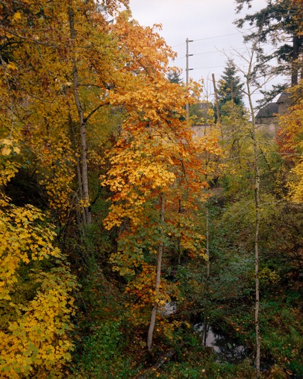 image of Ektar and 100 and Negative Lab Pro and Film. DSC09675-positive.jpg