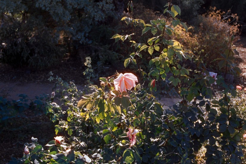 image of Candido and Candido 800 and SR-T 100 and 800 and Minolta and Film and Negative Lab Pro. DSC00277-positive.jpg