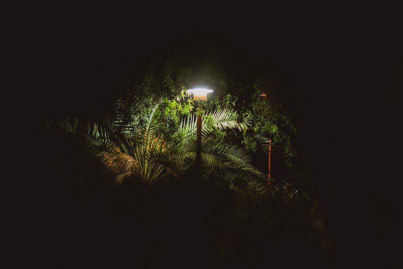 image of night and Green and Light and Plants and Power Outage. DSC08831.jpg