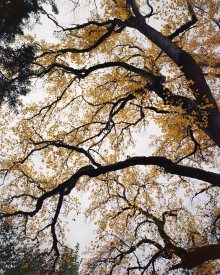 image of Ektar and 100 and Negative Lab Pro and Film. DSC09674-positive.jpg