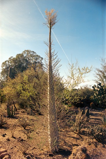 image of Ektar 100 and Kodak Ektar and SR-T 100 and Film and 100 and Negative Lab Pro and Minolta. DSC00371-positive.jpg